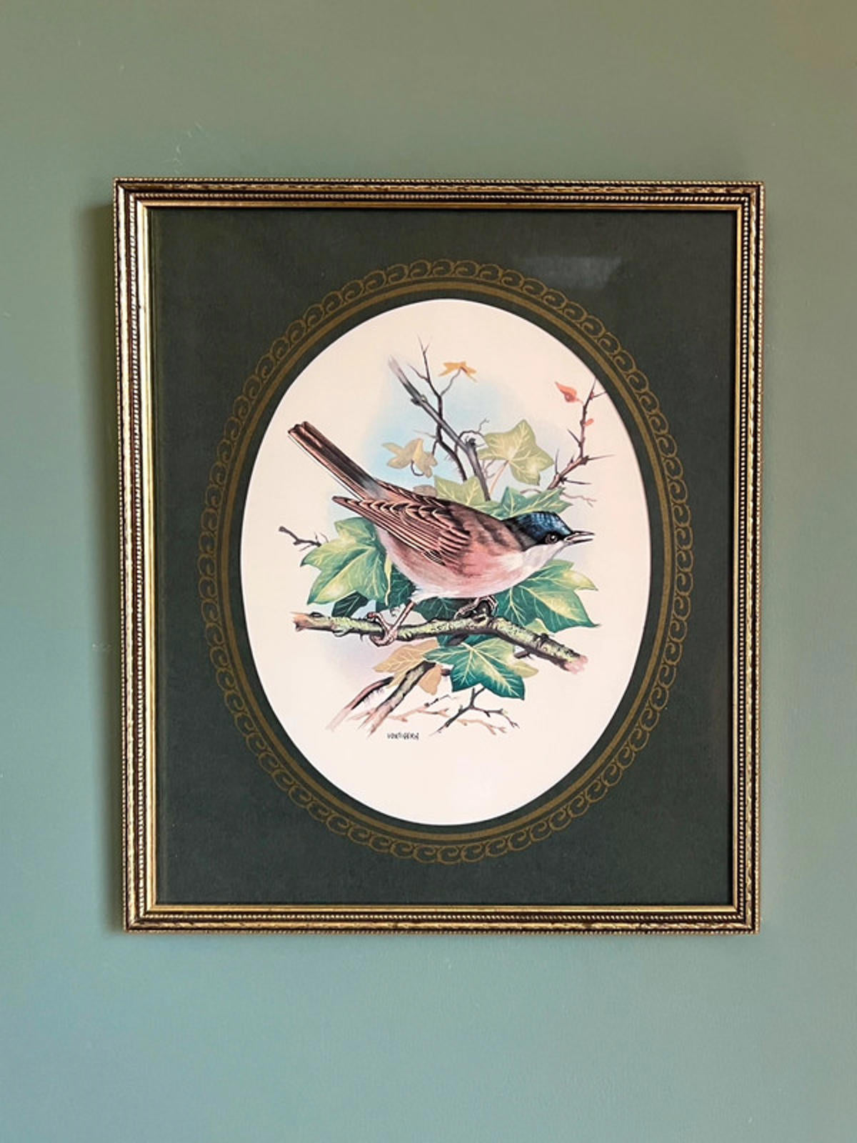 Vintage Framed Blackcap Bird Print
