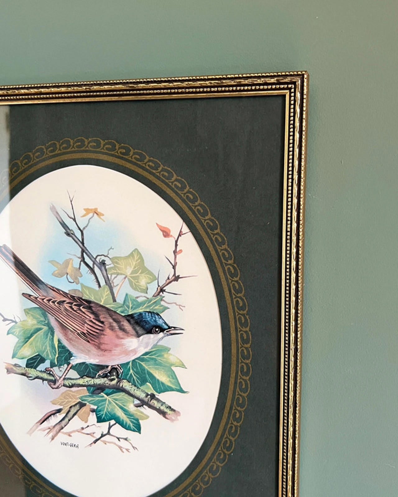 Vintage Framed Blackcap Bird Print