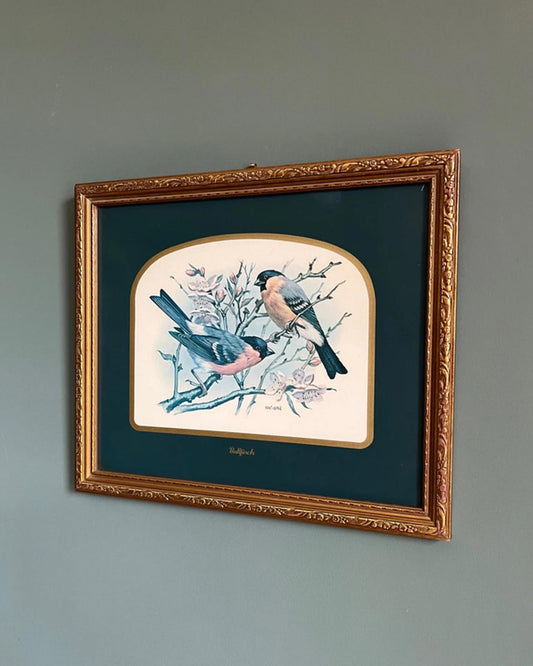 Vintage Framed Bullfinch Birds Print