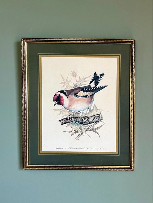 Vintage Framed Goldfinch Bird Print