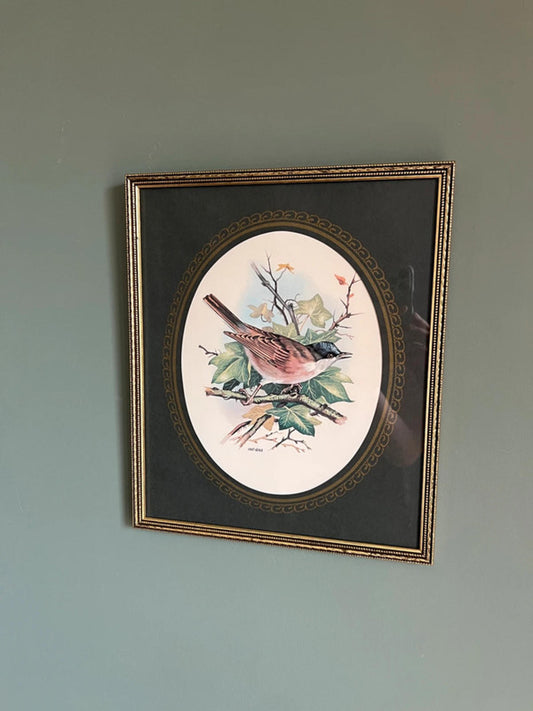 Vintage Framed Blackcap Bird Print