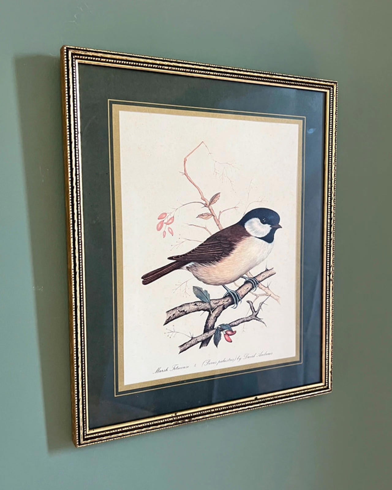 Vintage Framed Marsh Titmouse Bird Print