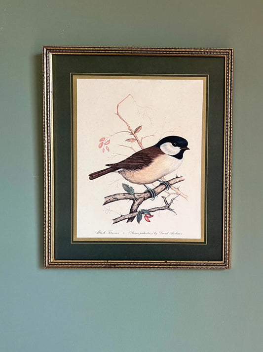 Vintage Framed Marsh Titmouse Bird Print