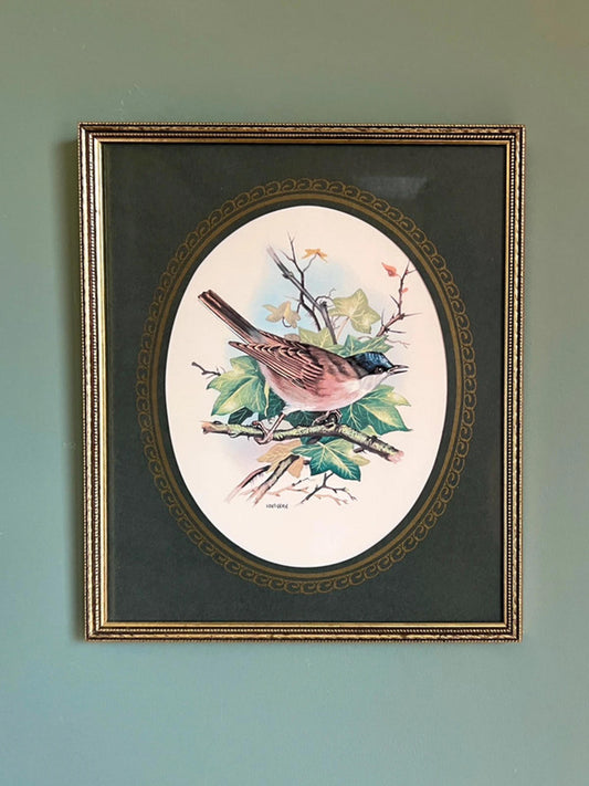 Vintage Framed Blackcap Bird Print