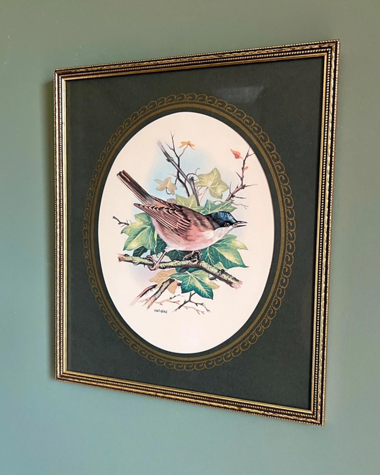 Vintage Framed Blackcap Bird Print