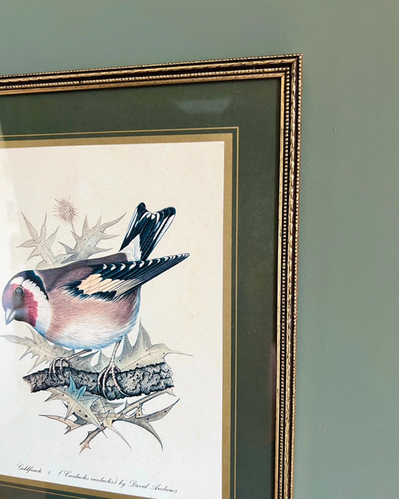 Vintage Framed Goldfinch Bird Print