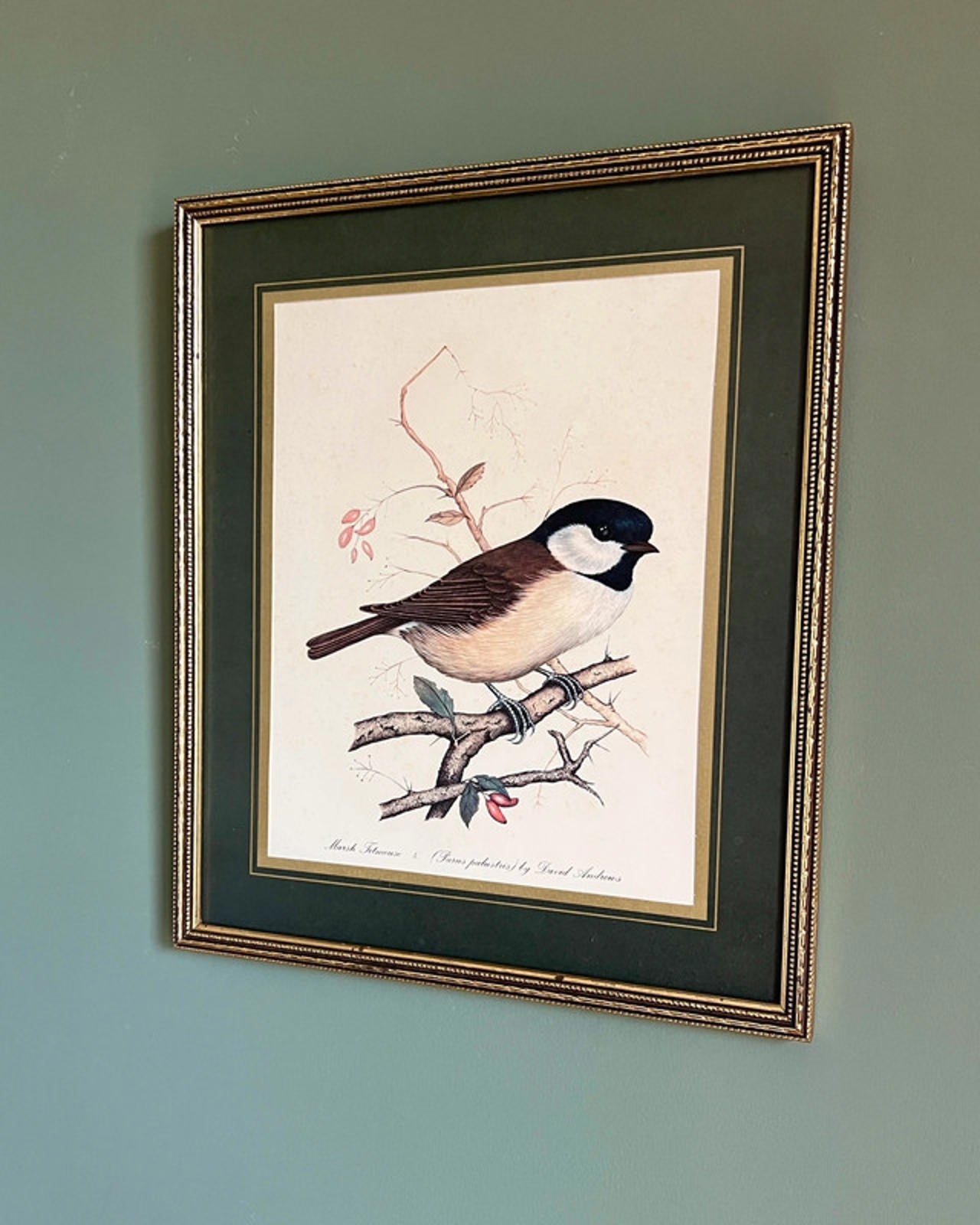 Vintage Framed Marsh Titmouse Bird Print