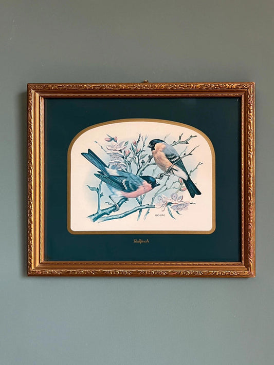Vintage Framed Bullfinch Birds Print