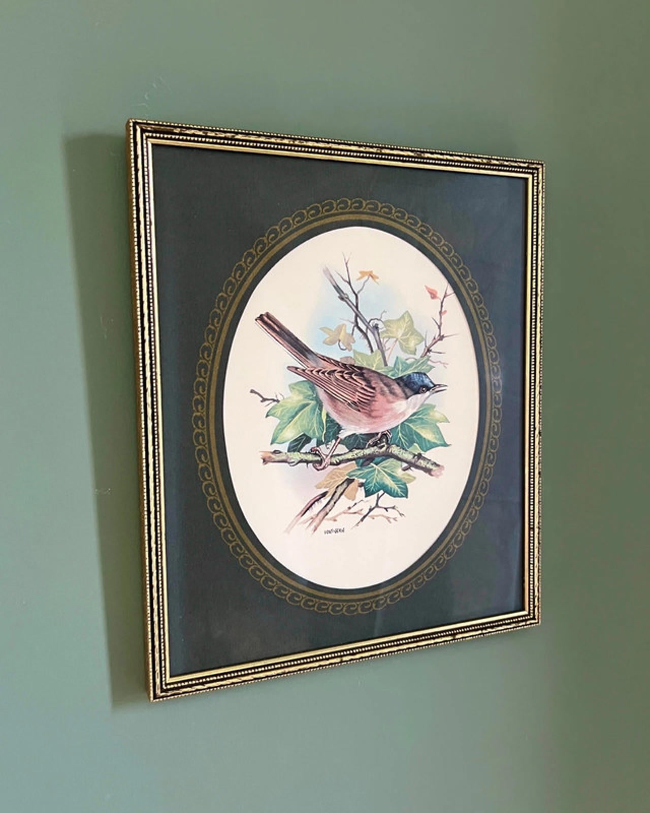 Vintage Framed Blackcap Bird Print